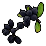 Black Berry