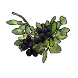 Black Berry Clone