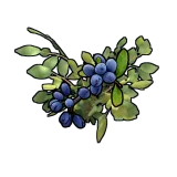 Blue Berry Clone