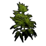 Hemp Clone