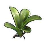 Orchid Clone