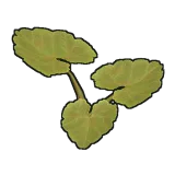 Pumpkin Plant Clone