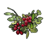 Red Berry Clone