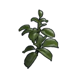 Rose Clone