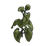 Sunflower Clone