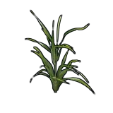 Wheat Clone