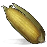 Corn
