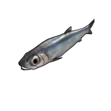 Anchovy