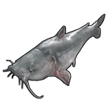 Catfish