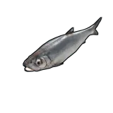 Herring