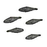 Minnows