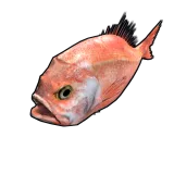 Orange Roughy