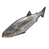 Salmon
