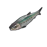 Sardine