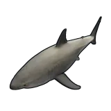 Small Shark