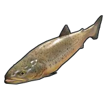 Small Trout