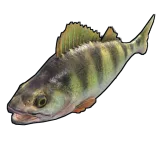 Yellow Perch