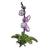 Orchid