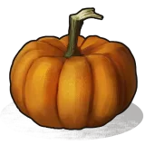 Pumpkin