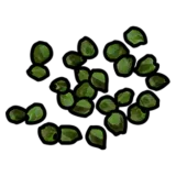 Green Berry Seed