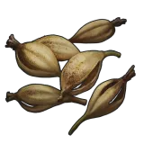 Orchid Seed