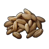 Wheat Seed
